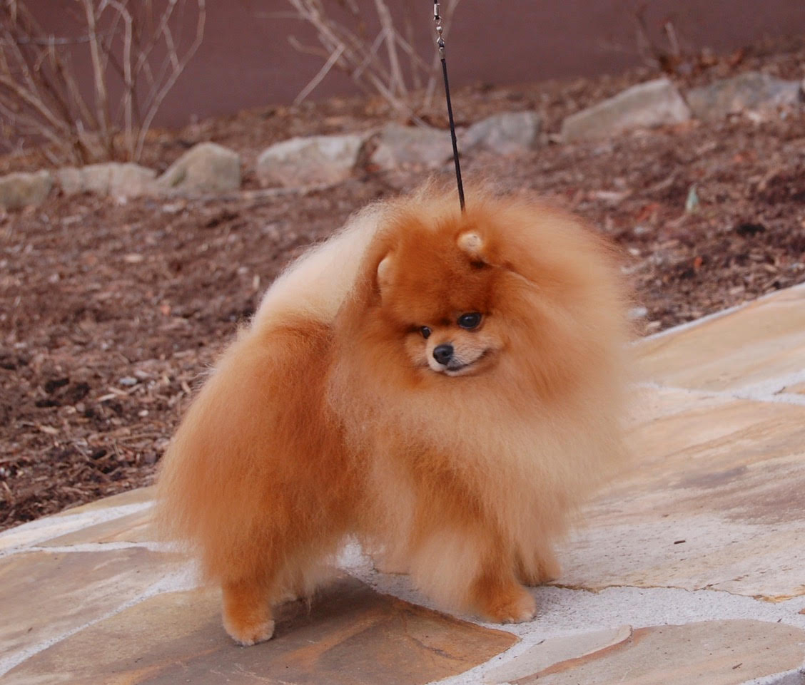 Starfire pomeranians best sale